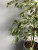 Фикус Бенджамина Фикус Бенджамина